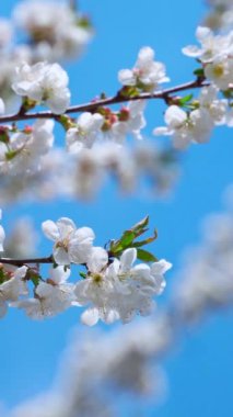 Çiçekli sakura dalları rüzgarda sallanıyor mavi arka planda. Dikey video.