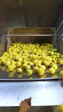 Sarı elmaları otomatik olarak metal bir taşıyıcı konteynıra döküyorlar. Konserve fabrikası. Dikey video.