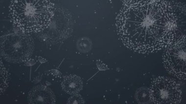 Karahindiba uçan karahindiba tomurcuklarıyla siluet üflüyor. Döngülenmiş animasyon koyu gri arkaplan.