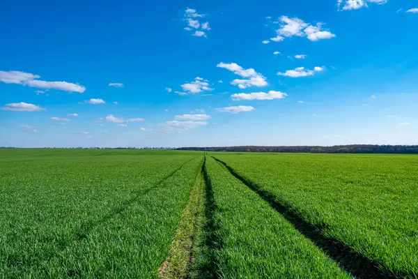 Baharda yeşil buğday tarlasında toprak bir yol. Mavi gökyüzü ve bulutlarla güneşli bir gün.