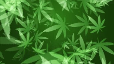 Yeşil hareketli el marihuana yapraklarını çekti. Çiçek arkaplanını döndür.