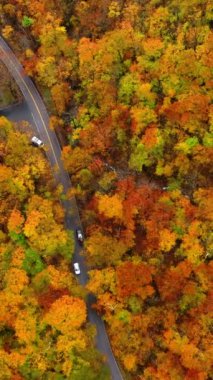 Sonbaharda güzel turuncu ormanlarda arabalarla yol manzarası. Yolları olan renkli bir manzara, sonbaharda Amerikan dağlarında çam ağaçları. Dikey video.