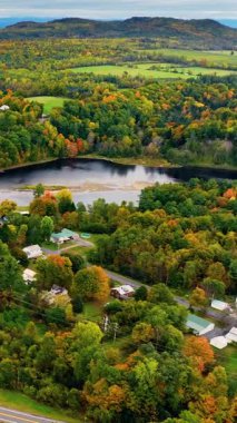 Yeşil sonbahar ormanlarında kumsal ve göl manzaralı çam ağaçları. Adirondack Dağları. Dikey video.