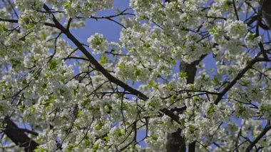 Bahçesinde beyaz çiçekler olan büyük bir kiraz ağacı mavi bir gökyüzüne karşı..