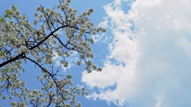 Mavi gökyüzünün arka planında bir sürü küçük beyaz çiçekli kiraz dalları ve bulutlar. İlkbaharda doğa.