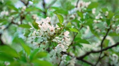 Beyaz çiçekli ve yeşil yapraklı güzel, sanatsal bulanık bokeh çiçekli kiraz dalı..