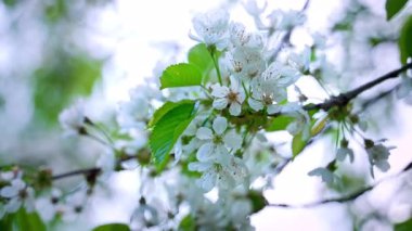 Beyaz çiçekli ve yeşil yapraklı bir kiraz ağacı dalına yakın çekim.