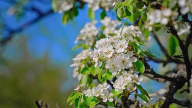 Armut çiçeği. Mavi gökyüzüne karşı beyaz çiçeklerle açan ağaç. Bahar. Doğa geçmişi. Meyve ağacı çiçeği..