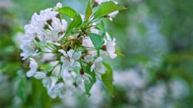 Büyük beyaz çiçekli bir kiraz dalına yakın plan. Seçici odaklanma. Ağaçta yeşil yay yaprakları var. Bokeh ile arkaplanı bulanık. Rüzgardan sallanıyor.
