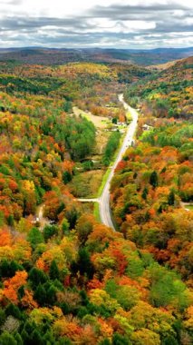 Yoğun bir ormanda sonbahar renkleriyle dolu dolambaçlı bir yol yılanı. Altyapı ve doğa arasındaki hava perspektifi. Dikey video.