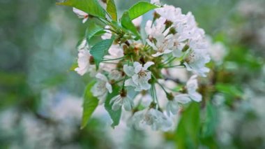 Büyük beyaz çiçekleri ve yeşil yaprakları olan yemyeşil kiraz dalı. Resim arkaplanı bulanık olan sanatsal efekt.