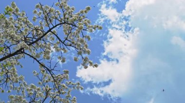 Yoğun beyaz kiraz çiçekleri olan bir dal mavi gökyüzünde bulut ile çaprazlama uzanıyor. Küçük böcekler, uçan ve çiçekleri tozlaştıran arılar..