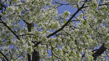Ağaç tamamen çiçek açmış, dalları beyaz kiraz çiçekleri kaplamış. Arkaplanda açık mavi bir gökyüzü var.