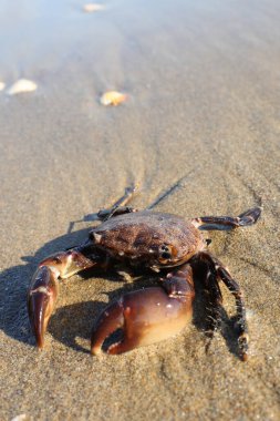 Deniz kenarında pençeleri olan büyük bir yengeç.