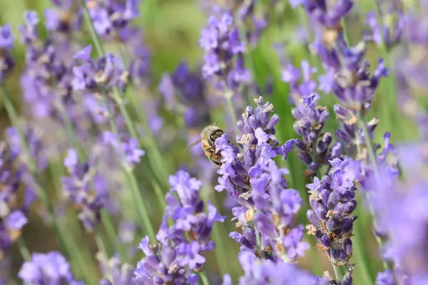 Kleine Biene Saugt Frühling Nektar Aus Violetten Lavendelblüten Auf Dem — Stockfoto