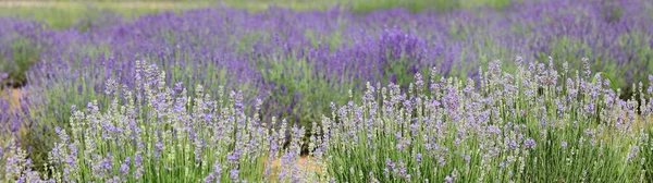 Industriële Teelt Met Dichte Bloeiende Struiken Van Geurige Lavendel Parfums — Stockfoto