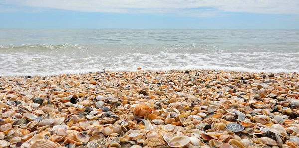 Hintergrund Vieler Muscheln Und Das Meer Hintergrund Aus Dem Tiefland — Stockfoto