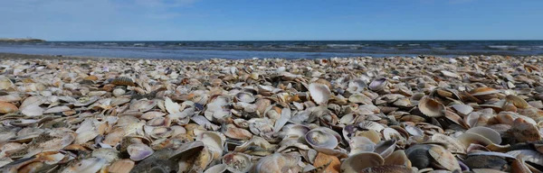 Viele Muscheln Und Das Meer Hintergrund — Stockfoto