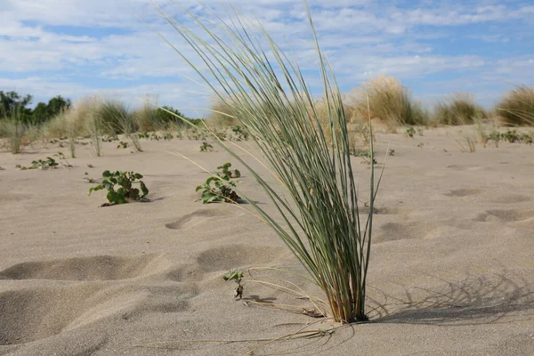 Bush Grass Grows Sand Dune Dryness Soil — Stock Photo, Image