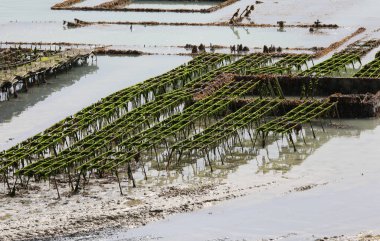 Birçok istiridye mahsulü deniz kıyısında, gelgitte.