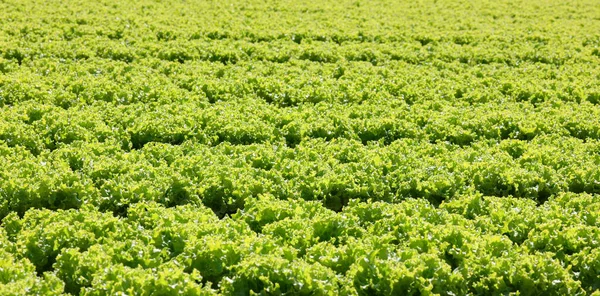 収穫して販売する準備ができている緑豊かなレタスの背景 — ストック写真