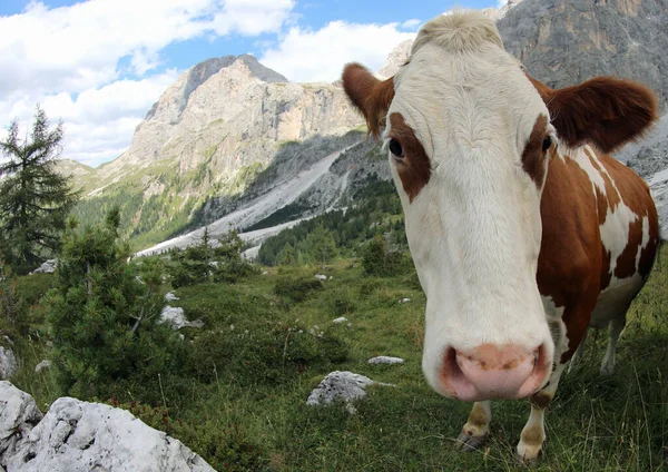Vaca Fotografiada Con Lente Ojo Pez Muy Cerca —  Fotos de Stock