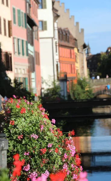 Квіти Герума Річки Франції — стокове фото