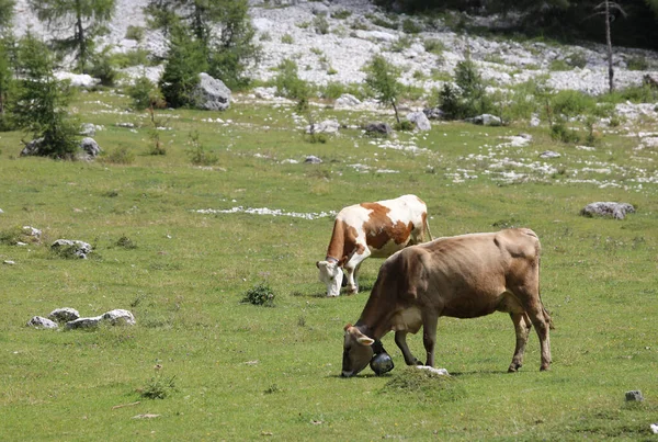 Vacas Pastando Pastan Hierba Montaña Libre Para Pastar Los Prados —  Fotos de Stock