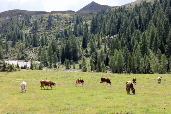 Vacas Pastando Alto Nas Montanhas Verão Sem Pessoas — Fotografia de Stock