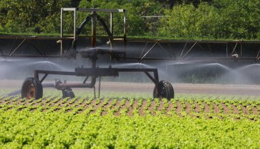 Verimli topraklarda yetişen yeşil marul ile ekili arazide otomatik sulama