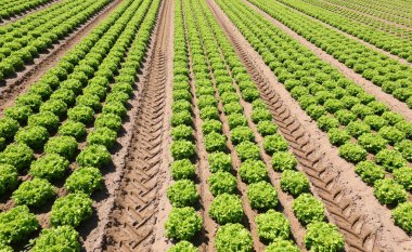 Verimli kumlu toprakta yetişen lahana salatasıyla yetiştirilmiş tarla.
