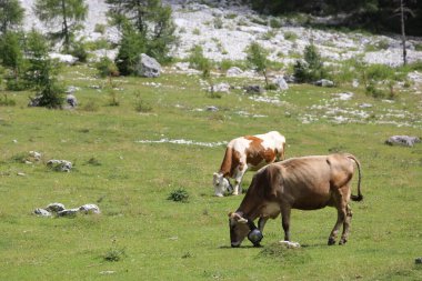 İnekler yazın yüksek dağlarda insanlar olmadan otlar.