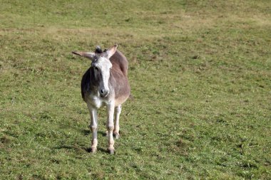 Uzun kulaklı eşek yeşil çayırda otluyor.