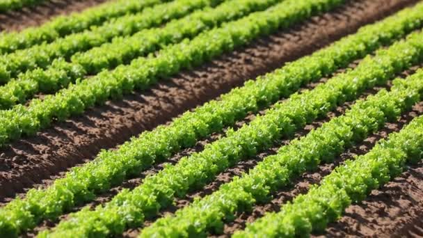 Čerstvý Zelený Salát Pěstovaný Poli Písčitou Půdou — Stock video