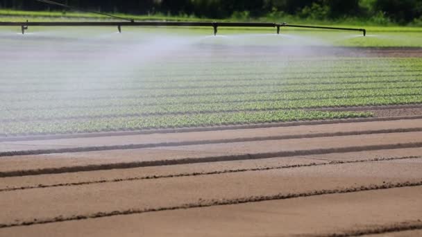 自动灌溉系统投入运作 为新鲜生菜浇水 — 图库视频影像