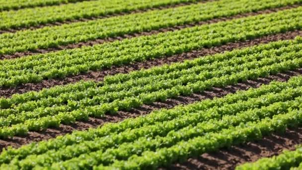 Frischer Grüner Salat Auf Dem Feld Mit Sandigem Boden Angebaut — Stockvideo