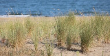 Turkuaz deniz kıyısında kumsalda yetişen kuru çimen çalıları.