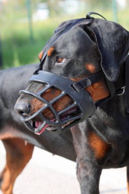 Ağızında ağızlık olan kara köpek yetiştiricisi bir Doberman.