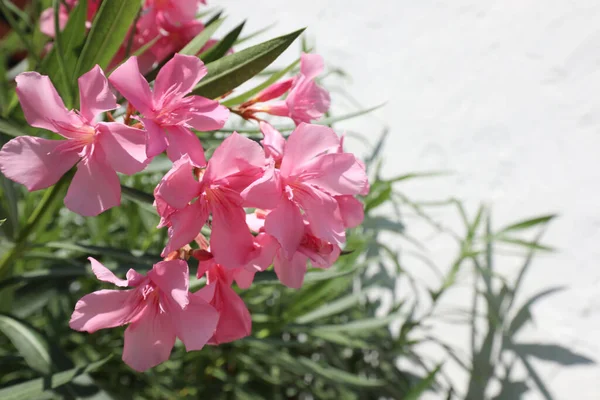 Planta Oleandro Com Flores Rosa Típicas Verão — Fotografia de Stock