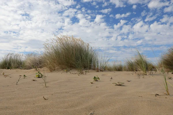 Bushes Dry Grass Growing Sandy Desert Ground Dryness — Stock Photo, Image