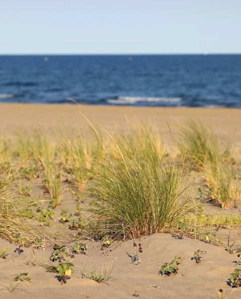Green Grass Growing Sandy Beach Blue Sea Background — Stock Photo, Image