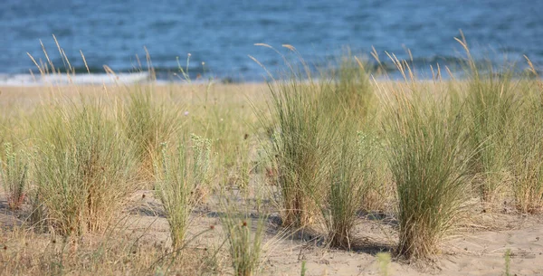 Dry Grass Bushes Growing Beach Sand Turquoise Sea — Stock Photo, Image