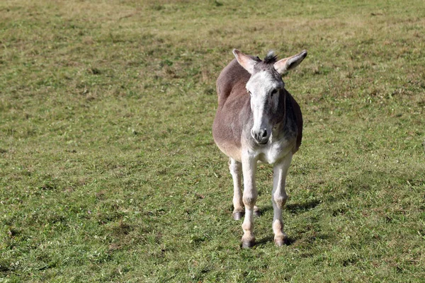 Donkey Long Ears Grazes Grass Green Meadow — Stock Photo, Image