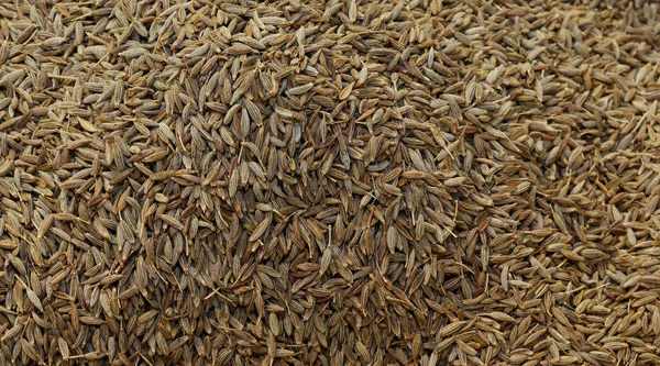 Background Thousands Cumin Seeds Flavor Dishes — Stock Photo, Image
