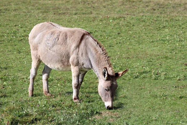 Donkey Long Ears Grazes Green Grass Meadow — Stock Photo, Image