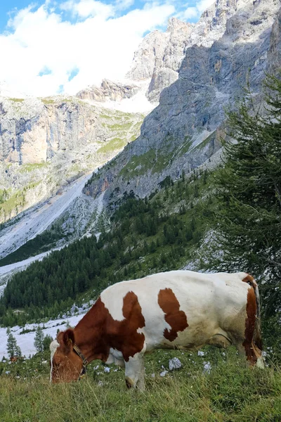 Big Brown Cow Grazing Mountains Summer — Stock Photo, Image