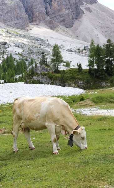Biała Krowa Podczas Wypasu Trawy Dolinie Górach Latem — Zdjęcie stockowe