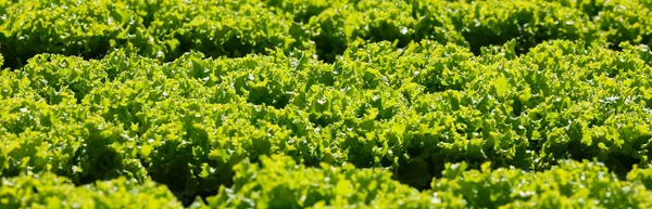 Lush Green Lettuce Background Ready Harvested Sold — Stock Photo, Image