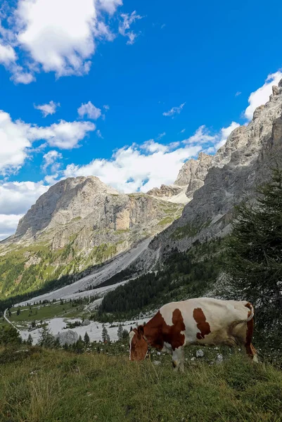 Krowy Wypasane Wysoko Górach Latem Bez Ludzi — Zdjęcie stockowe