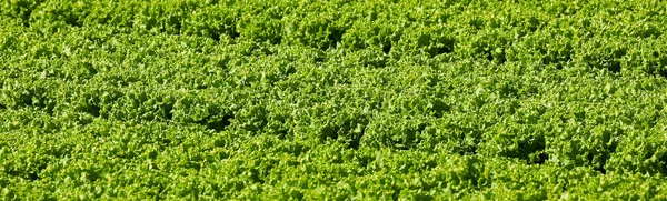 Backgrounds Green Tufts Fresh Lettuce Cultivated Field — Stock Photo, Image
